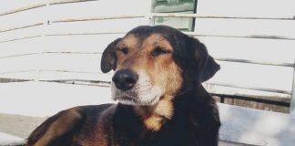 Estado de saúde do cão Coroinha é estável e clínica descarta cirurgia