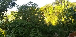 Prefeitura de Lafaiete iniciará fiscalização e autuação dos proprietários de lotes em desacordo com as leis