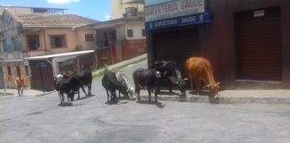 Vacas são flagradas andando livremente em rua do bairro Chapada
