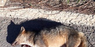 Filhote de cachorro do mato morre atropelado na MG-129