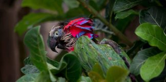 Materiais nocivos se descartados na natureza ganham vida e beleza pelas mãos de um artista congonhense
