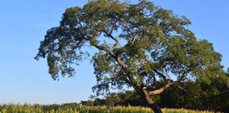 CODAP recebe selo da Agenda Ambiental na Administração Pública
