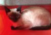 Proprietária busca informações sobre gata siamesa que fugiu no Centro de Lafaiete