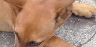Cão é atropelado após ser jogado de veículo e causa revolta nas redes sociais