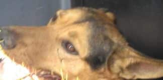 Cão fica ferido ao atacar ouriço em Lafaiete