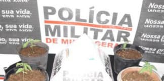 PM apreende potes com mudas de maconha no bairro Arcádia