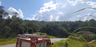 Bombeiros tentam resgatar mais de 30 cães abandonados em mata