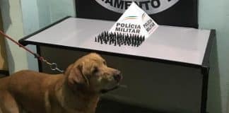 89 pinos de cocaína apreendidos em operação no Nossa Senhora da Guia em Lafaiete