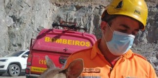 Bombeiros resgatam cervo ferido