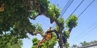 Cemig alerta: podas de árvores devem ser feitas com máxima atenção para evitar acidentes com a rede elétrica