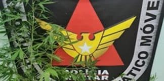 PM apreende pés de maconha e prende mulher em Lafaiete por suspeita de tráfico