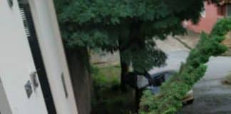Furto de plantas no bairro Arcádia preocupa moradores