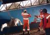 Bombeiros resgatam cavalo preso em cocheira