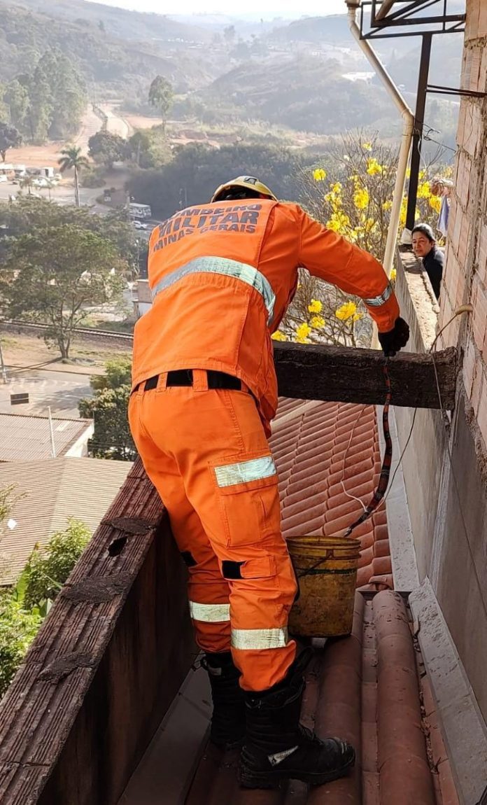 Cobra_residência