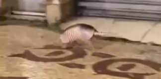 Viralizou! Tatu é flagrado correndo pelo Centro de Lafaiete
