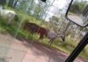 Perigo na pista! Animais provocam risco de acidente na MG-129