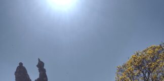 Ipês amarelos colorem a cidade de Congonhas