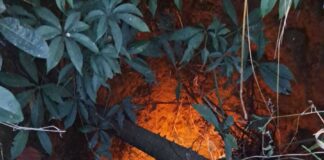Bombeiros de Lafaiete resgatam cães que caíram em cisterna