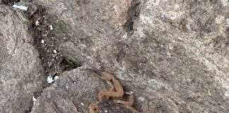 Morador de Lafaiete alerta para o aparecimento de escorpiões