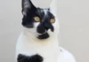 Conheça Thor, o gato mineiro eleito o mais bonito do Brasil