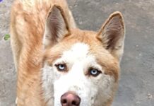 Cão desaparece em Lafaiete e tutor oferece recompensa para quem encontrar o animal