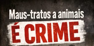 Mulher acusada de maus-tratos a cão de rua é multada e exonerada de cargo público