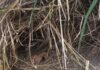 Ossada é encontrada em matagal em Lafaiete