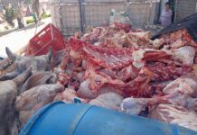 Operação da Polícia Civil apura abate clandestino de animais e venda de carnes irregulares