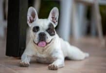 Justiça determina que cão recebido como presente deve ficar com ex-esposa em Lafaiete