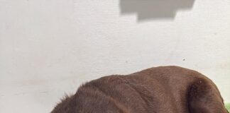 Novo caso de suposto envenenamento de cães é registrado em Congonhas