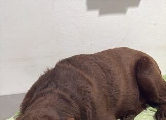 Novo caso de suposto envenenamento de cães é registrado em Congonhas