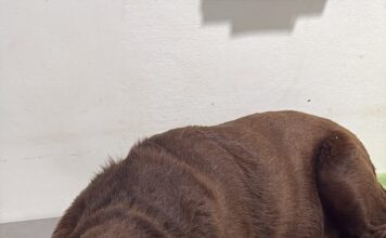 Novo caso de suposto envenenamento de cães é registrado em Congonhas