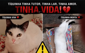 Suspeita de envenenamento de gato é investigada