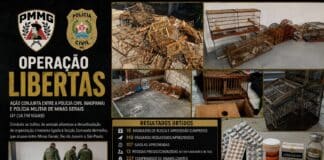 Operação conjunta desarticula organização criminosa envolvida com o tráfico interestadual de animais silvestres