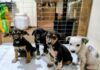 Prefeitura de Ouro Branco fortalece campanha de adoção responsável de animais