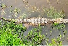 Que susto! Jacaré-do-papo-amarelo é encontrado em lagoa de residência e mobiliza autoridades