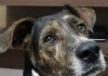 Cão comunitário Bola está desaparecido em Lafaiete