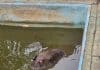 Bombeiros salvam capivara presa em piscina após escapar de ataque de cães