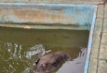Bombeiros salvam capivara presa em piscina após escapar de ataque de cães