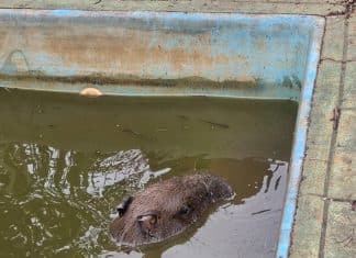 Bombeiros salvam capivara presa em piscina após escapar de ataque de cães